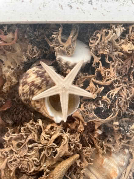 Photo of free Vintage shell picture in box frame (East Didsbury/Burnage M19) #3