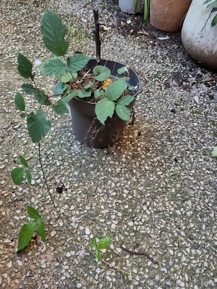 Photo of free Elmleaf blackberry plant (L1 Liverpool City Centre) #1