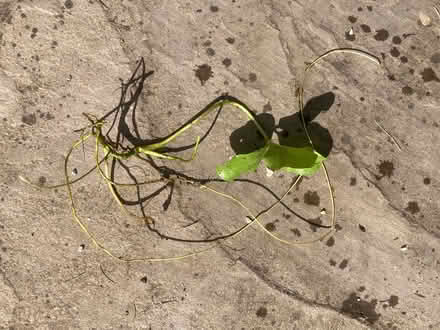 Photo of free Two self seeded Acorus pond plants. (Pannal HG2) #2