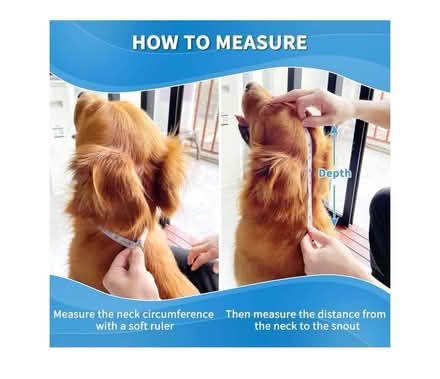 Photo of free Dog surgical collar (Dyke Road area BN1) #4