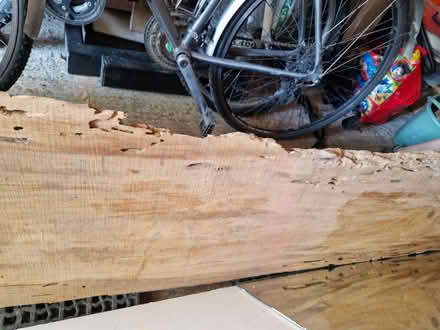 Photo of free Monterrey pine slab (Hersham KT12) #1