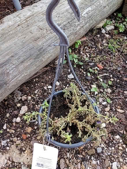 Photo of free Hanging basket (Sherwood NG5) #1
