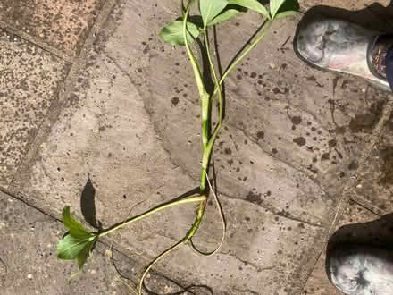 Photo of free Two self seeded Acorus pond plants. (Pannal HG2) #1