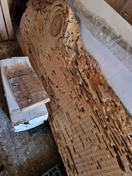 Photo of free Monterrey pine slab (Hersham KT12) #3