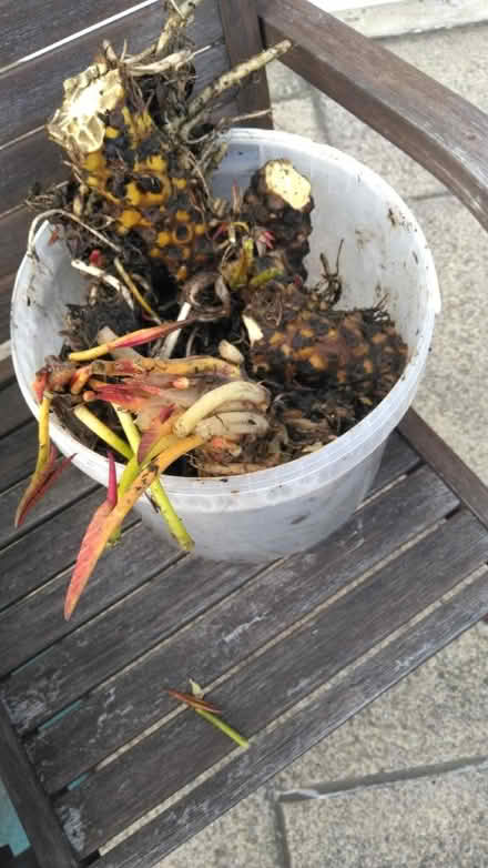 Photo of free Water lillies (Lower Nazeing EN9) #1