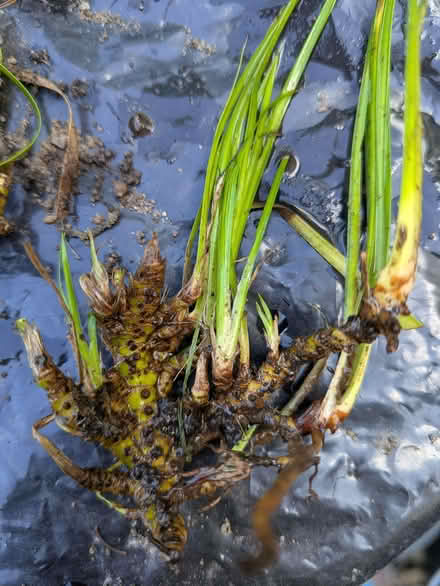 Photo of free Grass plant for shade/wet (Stanstead St Margarets SG12) #1
