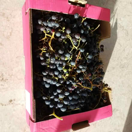 Photo of free Grapes (Hertford SG14) #1
