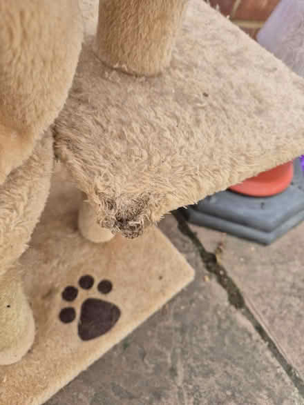Photo of free Used tall cat tree (Medway/kent) #4