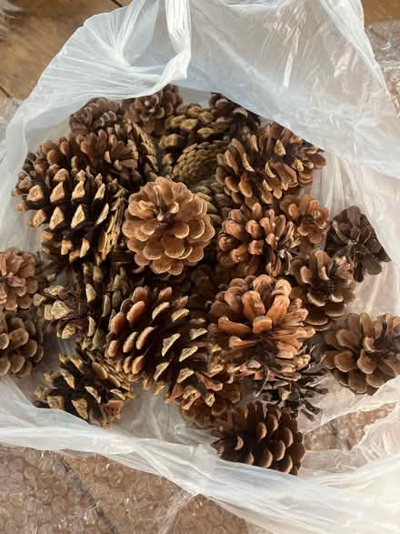 Photo of free Bag of around 30 real pine cones (East Didsbury/Burnage M19) #1