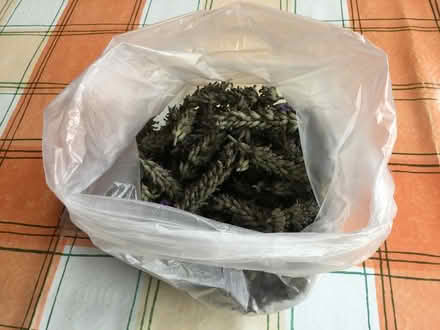 Photo of free Lavender (CT2) #1