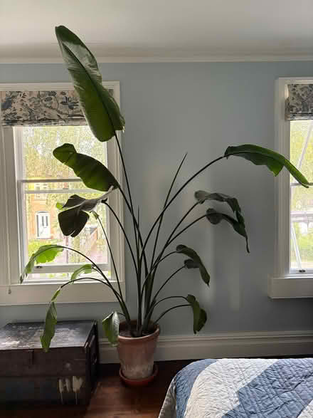 Photo of free Big plant (without pot) (Widcombe) #1