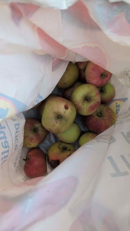Photo of free Bag of cooking apples (Calverton MK19) #1