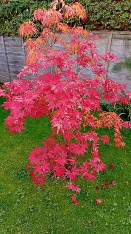 Photo of free Acer and Magnolia Trees (Grove OX12) #3