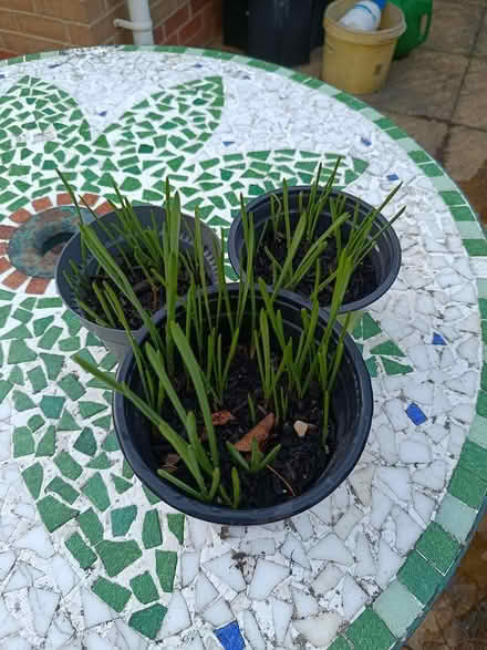 Photo of free Plants (OX3 Wood Farm) #2