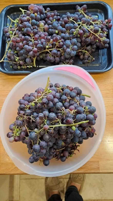Photo of free 2kg of red grapes (wine type not dessert) (Wokingham RG40) #1