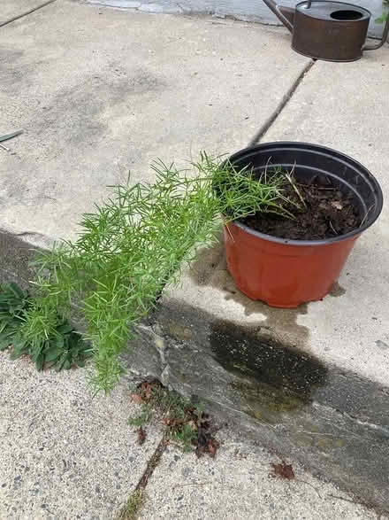 Photo of free Asparagus fern (01801) #1