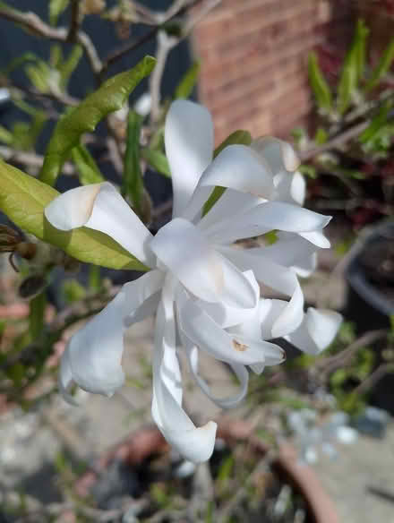 Photo of free Acer and Magnolia Trees (Grove OX12) #4