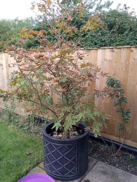 Photo of free Acer and Magnolia Trees (Grove OX12) #1