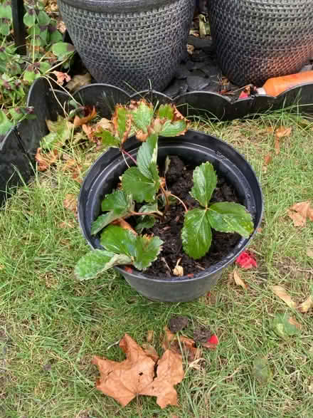 Photo of free Strawberry Plant (Letchworth wilbury) #2