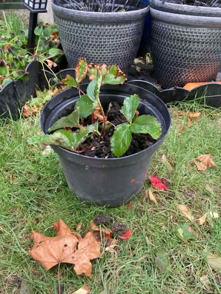 Photo of free Strawberry Plant (Letchworth wilbury) #1