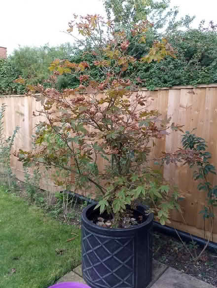 Photo of free Acer Tree in large pot (Grove OX12) #2