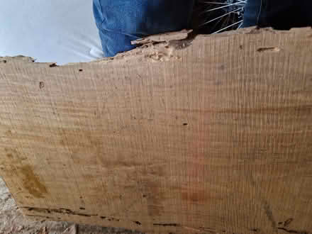 Photo of free Monterrey pine slab (Hersham KT12) #2