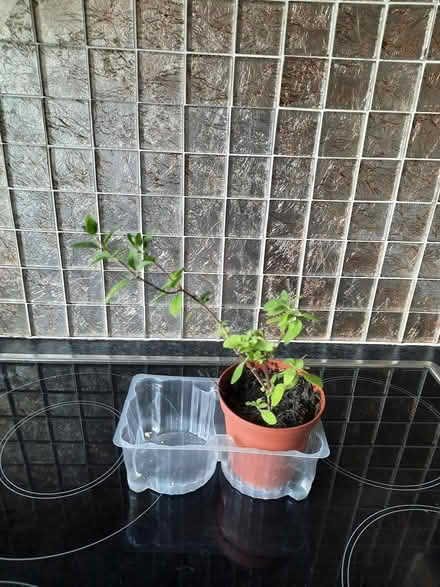 Photo of free Red Salvia cutting (Morden SM4) #3