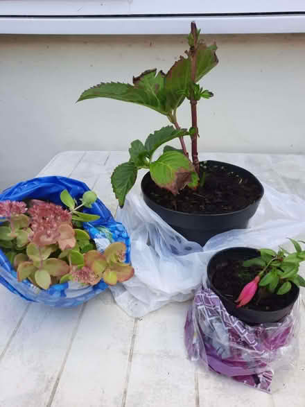 Photo of free 3 plants ready for putting in ground - Bickerstaffe L39 (Stanley Gate L39) #1