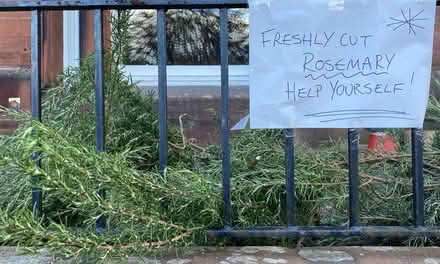 Photo of free Freshly cut Rosemary (Penrith CA11) #2