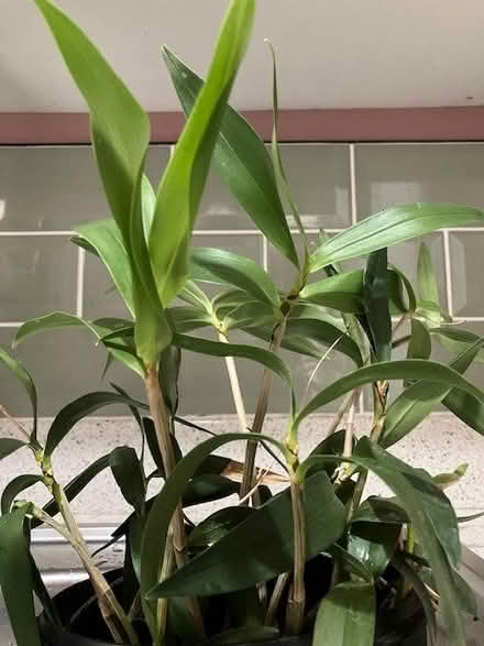 Photo of free Orchids (Silverdale ST5) #1