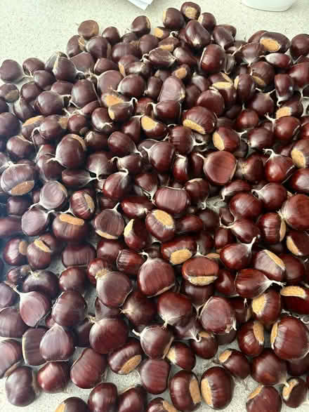 Photo of free Conkers (South Croydon) #1