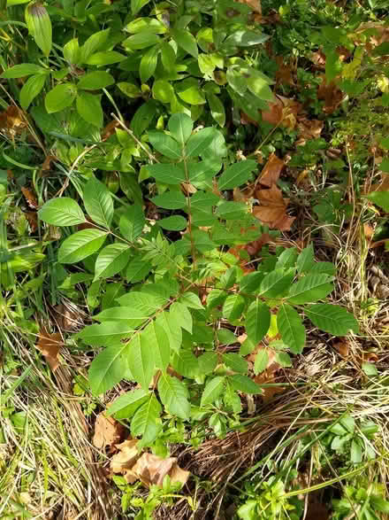 Photo of free Bee Bee Tree from Logee's (Livonia) #4