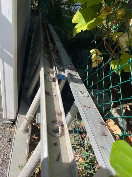 Photo of free two long ladders (Wellington West) #2