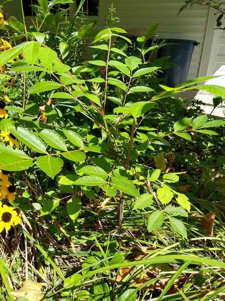 Photo of free Bee Bee Tree from Logee's (Livonia) #3