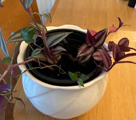Photo of free Potted plants (L26) #2