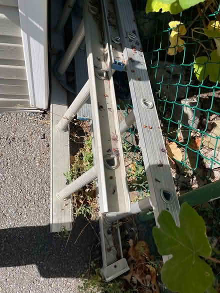 Photo of free two long ladders (Wellington West) #1