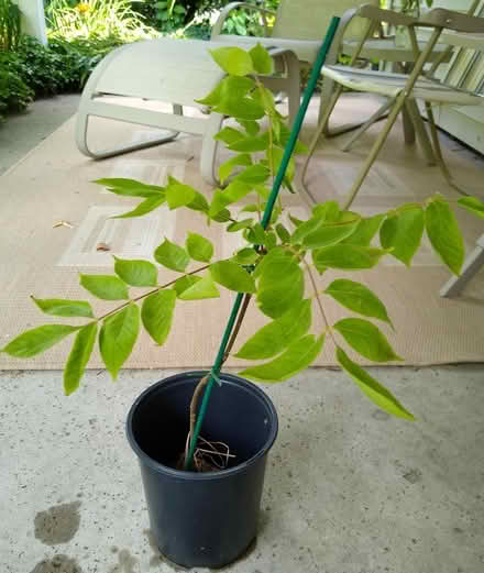 Photo of free Bee Bee Tree from Logee's (Livonia) #1
