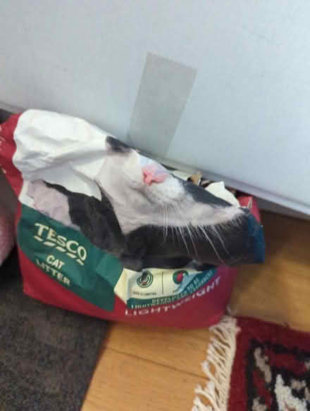 Photo of free Cat litter (Craiglockhart EH14) #1