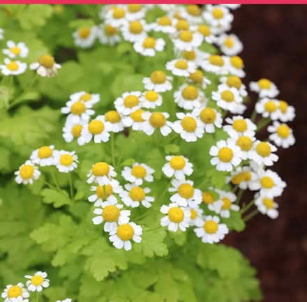 Photo of free Feverfew (Morden SM4) #2