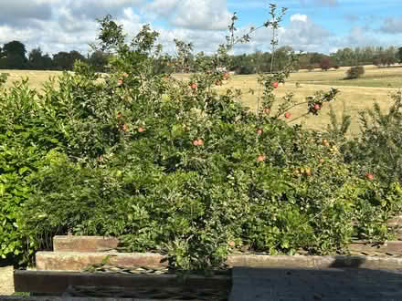 Photo of free Tree full of apples (Howhlill Quarries HG3) #1