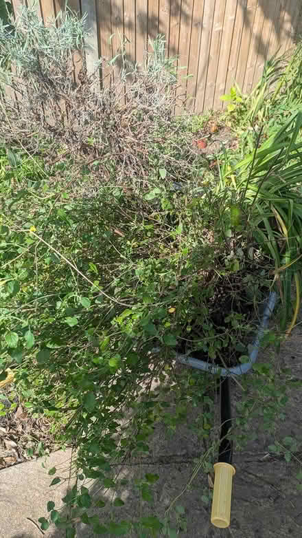 Photo of free Plants see info (Castlepoint BH8) #1
