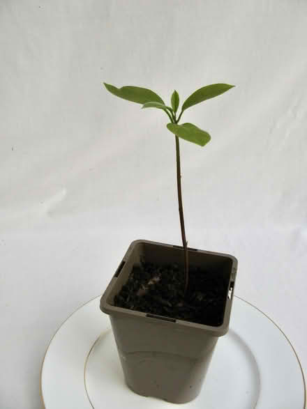 Photo of free Avocado seedling (Croham CR2) #1