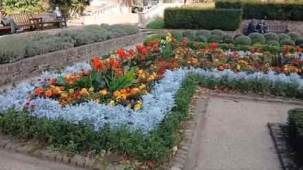 Photo of free Flowers planted being taken out (Holland park) #1