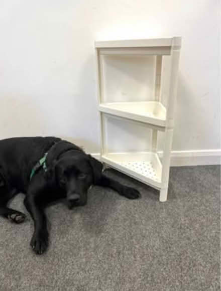 Photo of free Bathroom / shower shelves (Bromsgrove B61) #1