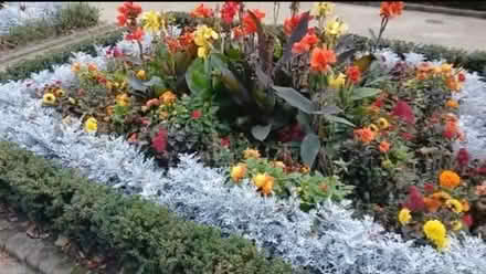 Photo of free Flowers planted being taken out (Holland park) #2