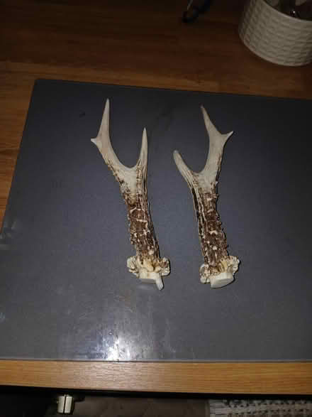 Photo of Deer antler & horn (RG27 Hartley Whitney) #1