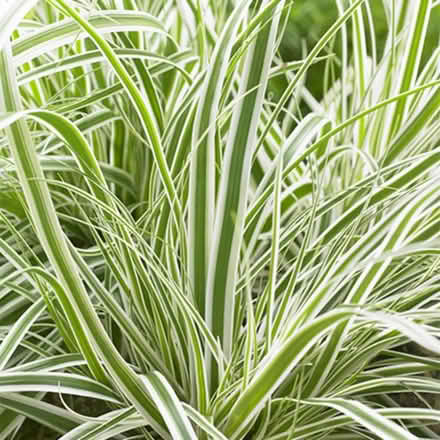 Photo of free Ornamental grass (Beauchief, S8) #1