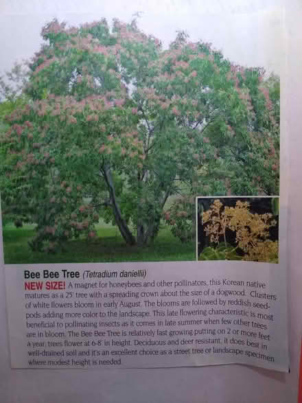 Photo of free Bee Bee Tree from Logee's (Livonia) #2