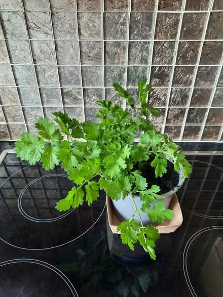 Photo of free Feverfew (Morden SM4) #1