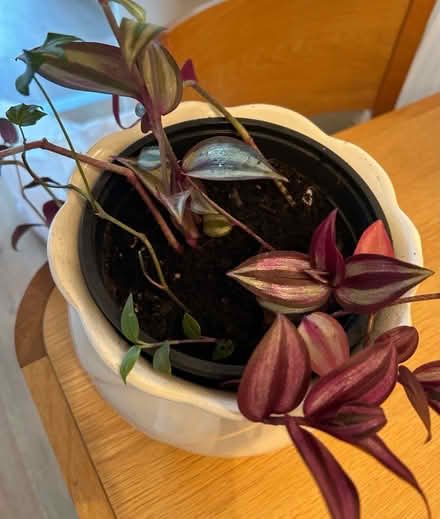Photo of free Potted plants (L26) #1